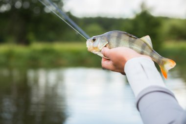 Bir levrek elinde tutan balıkçı