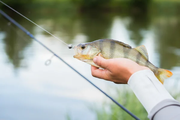 Fiskare som håller en abborre i hand — Stockfoto