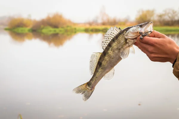 Balıkçı holding zander — Stok fotoğraf