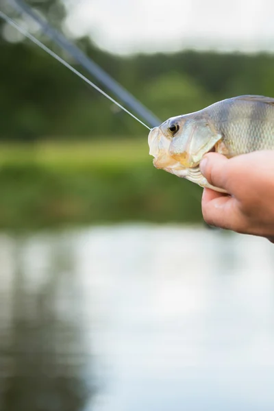 Visser een "perch" in de hand houden — Stockfoto