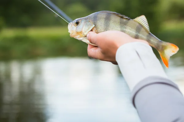 Fiskare som håller en abborre i hand — Stockfoto