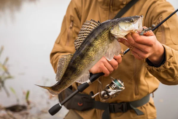 Pescador segurando zander — Fotografia de Stock