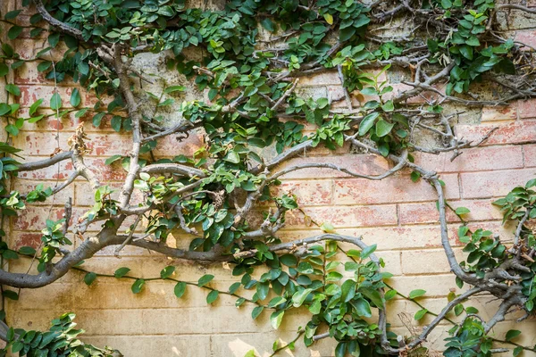 Pflanze an alter Mauer — Stockfoto