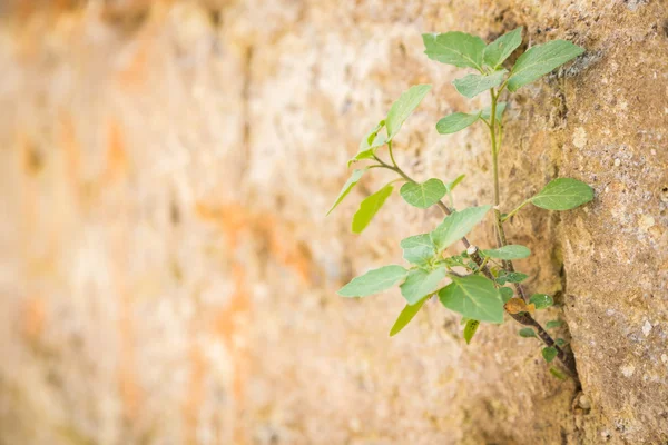 plant germinates from the   wall