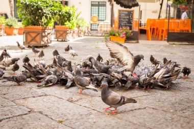 çok sayıda güvercin