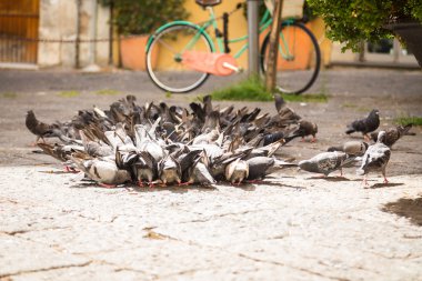 çok sayıda güvercin
