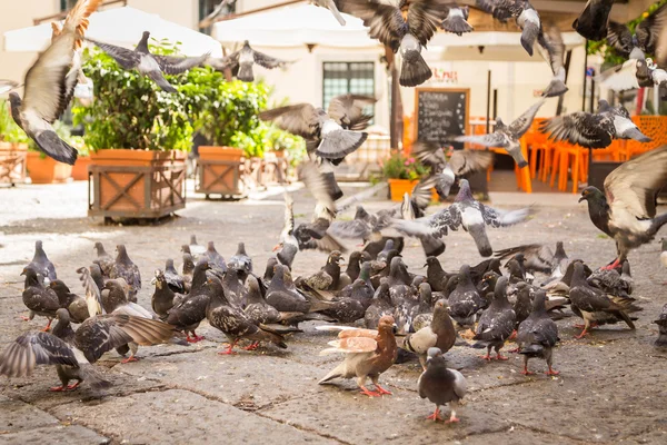 Güvercin besleme Street bekliyor
