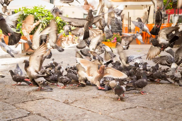 Güvercin besleme Street bekliyor
