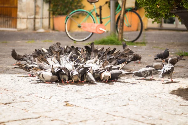 çok sayıda güvercin