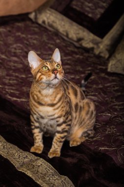 Bengal kedi yakın çekim