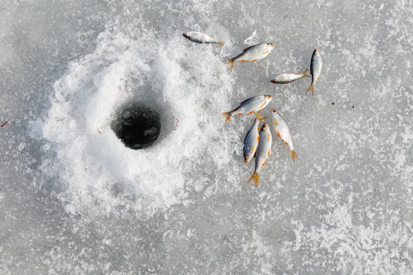 겨울에 얼음 물고기 — 스톡 사진