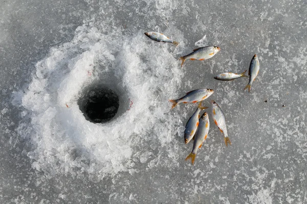 Peixes no gelo no inverno — Fotografia de Stock