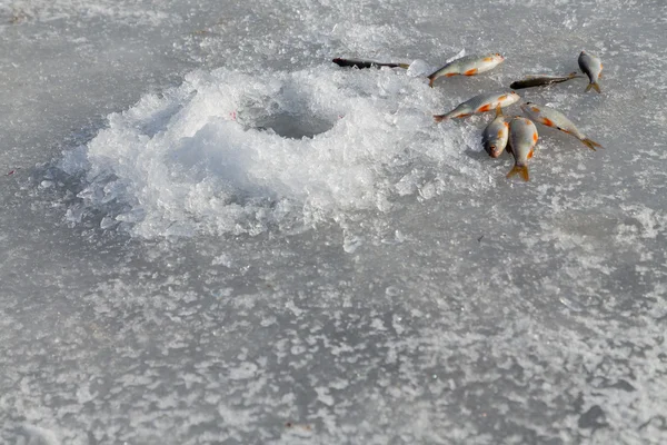 Pesci su ghiaccio in inverno — Foto Stock
