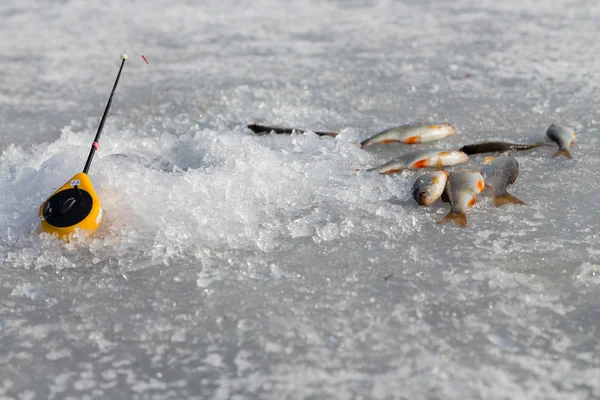 Los peces sobre el hielo en invierno — Foto de Stock