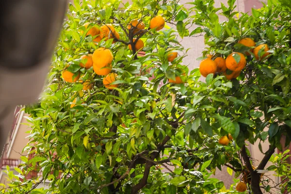 Buah jeruk pohon — Stok Foto