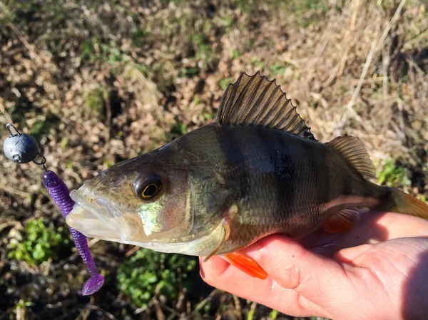 Freshly caught zander — Stock Photo, Image