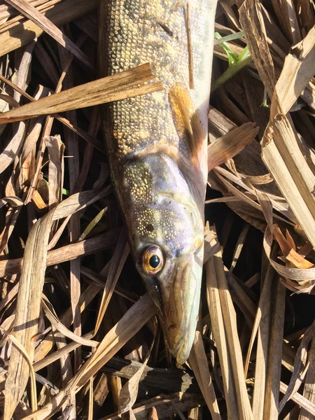 Walleye recém-apanhado . — Fotografia de Stock