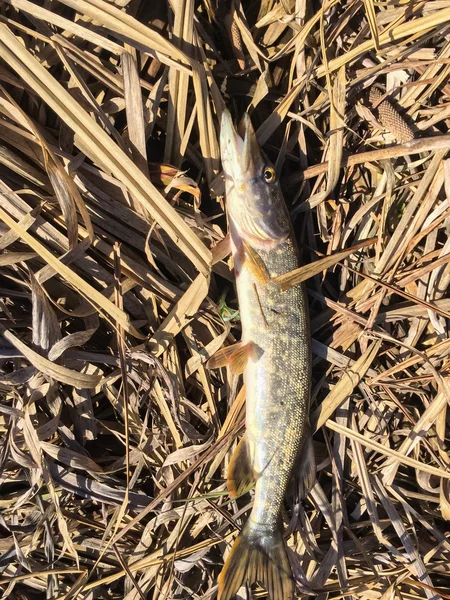 Walleye recém-apanhado . — Fotografia de Stock