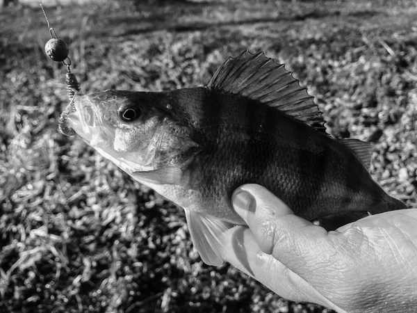 Frisch gefangener Zander — Stockfoto