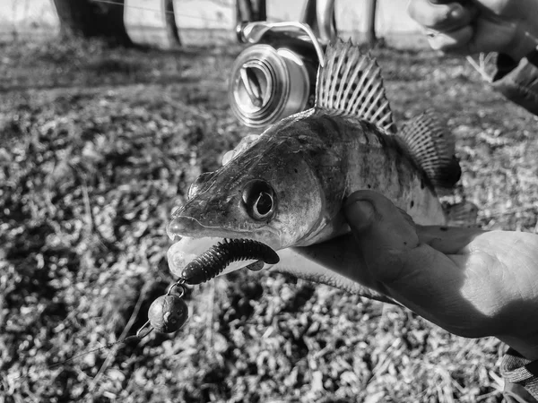 Frisch gefangener Zander — Stockfoto