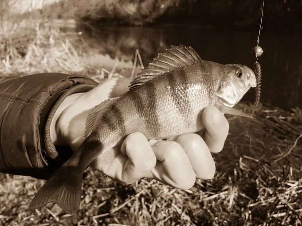 Zander fraîchement pêché — Photo