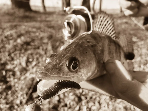 Frisch gefangener Zander — Stockfoto