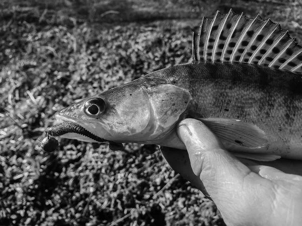 Vers gevangen zander — Stockfoto