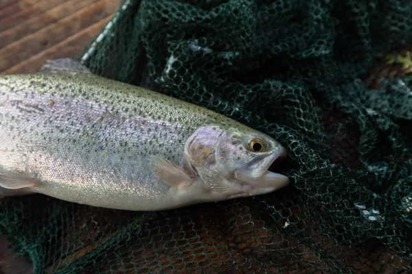 Fishermen catch trout — Stock Photo, Image