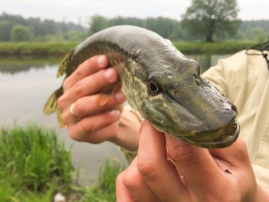 taze pike yakaladı