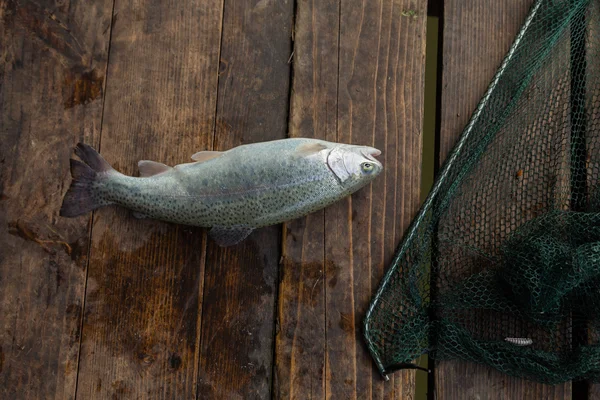 Trout caught by a fisherman — Stock Photo, Image