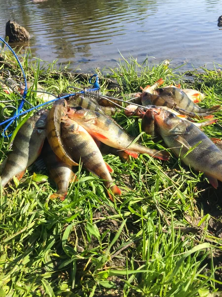 Freshly caught perches — Stok fotoğraf