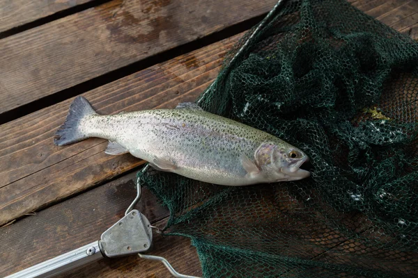 Trout caught by a fisherman — Stock Photo, Image