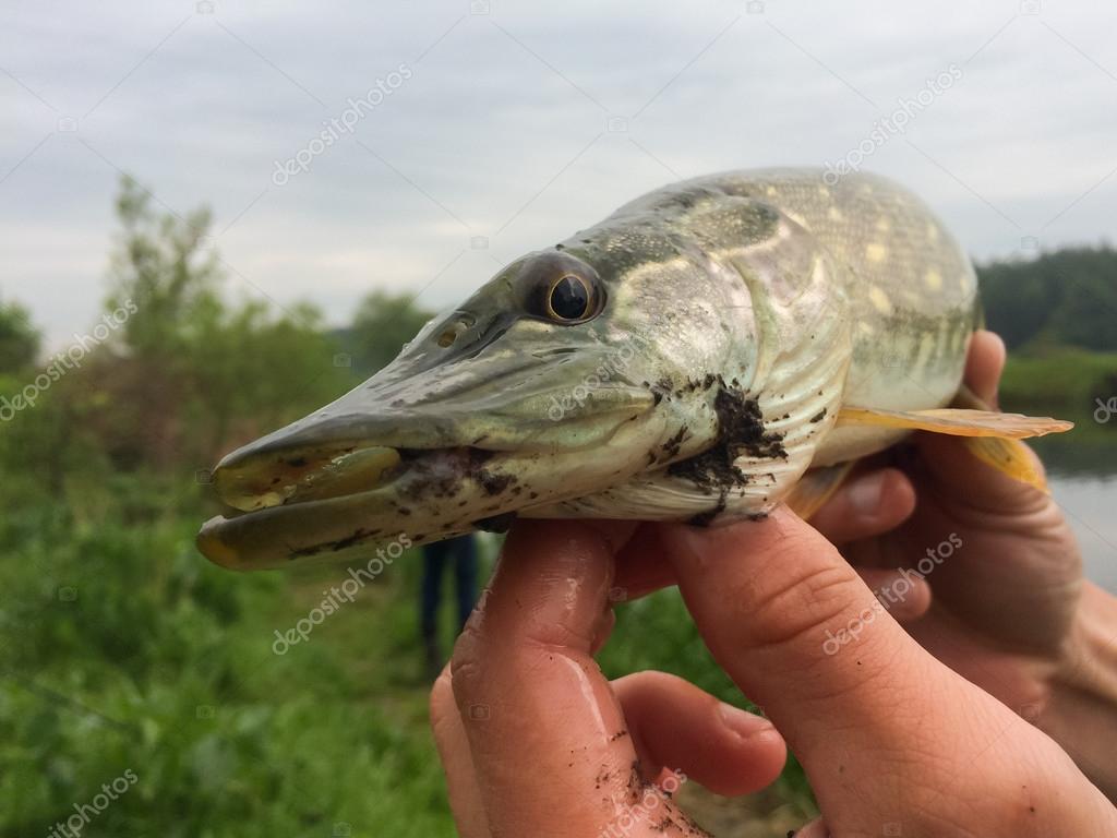 Свежепойманная Щука Стоковое Фото ©aallm 74253419