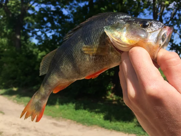 Big perch in the hands of the fisherman — Stock Photo, Image