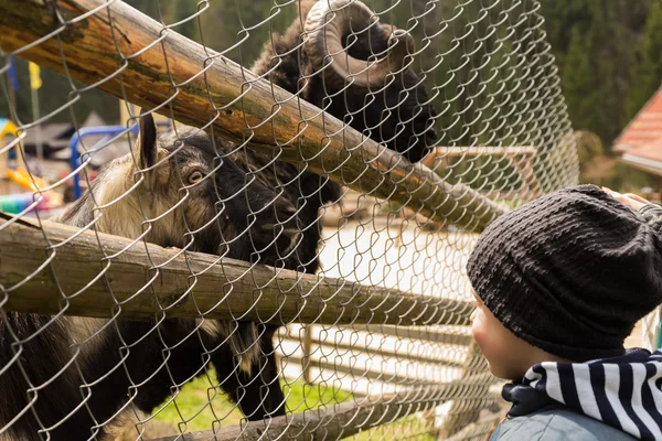 Madre e hijo en el zoológico de montaña — Foto de Stock