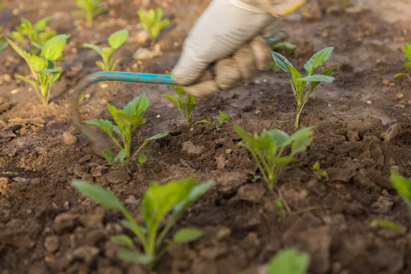 Garden — Stock Photo, Image