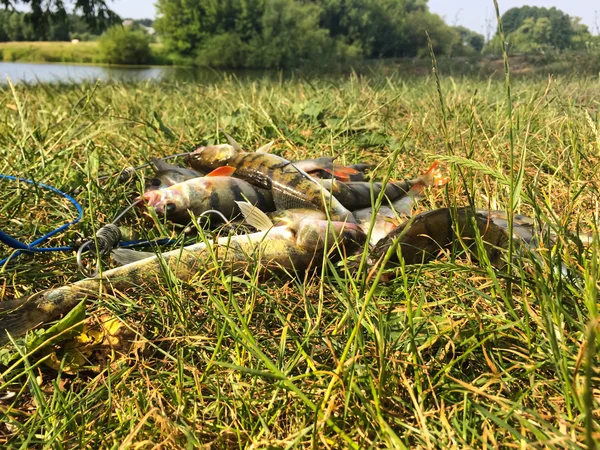 Catture fresche di pescatori — Foto Stock