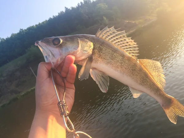 Fresh catch of fisherman