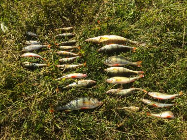 Balıkçı taze catch