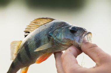 Balıkçı taze catch