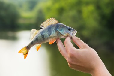 Balıkçı taze catch
