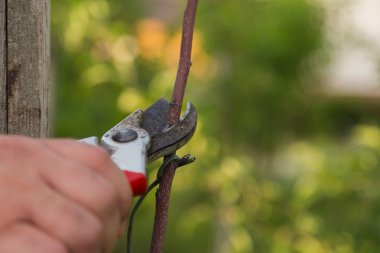 Bahçıvan kuru dalları keser