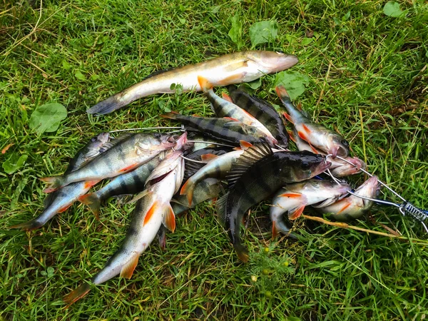 Balıkçı taze catch — Stok fotoğraf