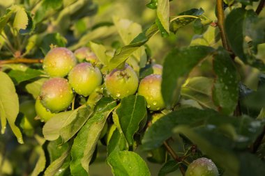 elma ağacı büyüyen