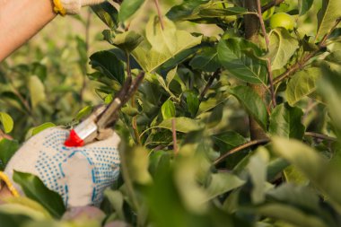 Bahçıvan ağaç dallarını keser