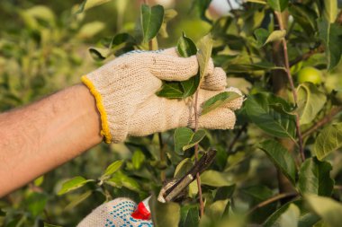 Bahçıvan ağaç dallarını keser