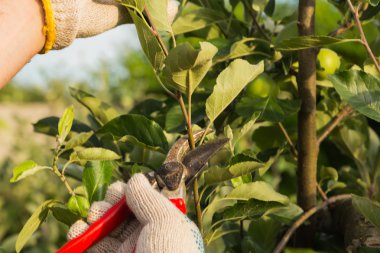 Domates büyüyen insan eli