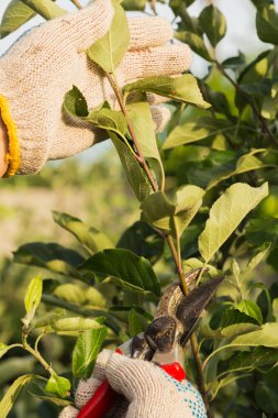 Domates büyüyen insan eli