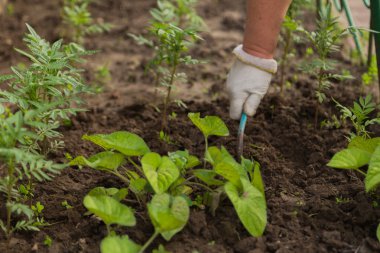İnsan eli bitki yetiştirilmesi