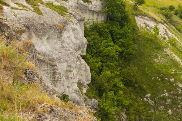 Erba e cespugli sulle rive del fiume — Foto Stock